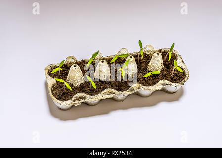 Dix plantules de tomate verte pousse dans un carton d'oeufs sur un fond blanc Banque D'Images