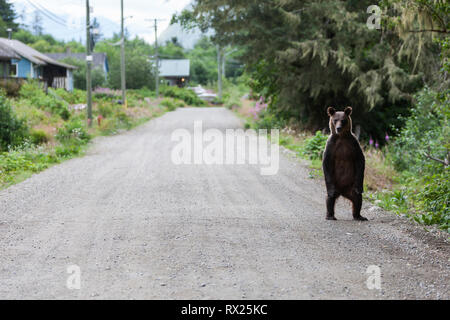 Un jeune ours grizzli (Ursus arctoc horribilus) est alerté de la présence des photographes. Oweekeno, Rivers Inlet, Colombie-Britannique Central Coast, Canada. Banque D'Images