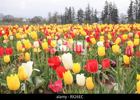 Champ de tulipes avec plusieurs sortes de tulipes avec différentes couleurs, blanc, rouge, jaune avec une ligne d'arbres en arrière-plan. Banque D'Images