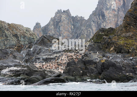 Une colonie de Manchots à Jugulaire (Pygoscelis antarcticus) niche sur les côtes inhospitalières de l'île de l'éléphant. Îles Shetland du Sud, l'Antarctique. Banque D'Images