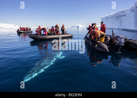 Les passagers Zodiac regardez comme un curieux petit rorqual (Balaenoptera bonaerensis) prépare à la surface en nageant à Curtis Bay. Péninsule Antarctique Banque D'Images