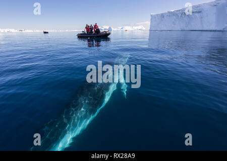 Les passagers Zodiac regardez comme un curieux petit rorqual (Balaenoptera bonaerensis) prépare à la surface en nageant à Curtis Bay, péninsule antarctique Banque D'Images