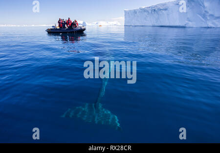 Les passagers Zodiac regardez comme un curieux petit rorqual (Balaenoptera bonaerensis) prépare à la surface en nageant à Curtis Bay. Péninsule Antarctique Banque D'Images