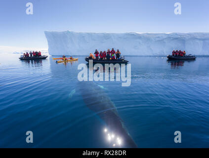 Les passagers Zodiac regardez comme un curieux petit rorqual (Balaenoptera bonaerensis) prépare à la surface en nageant à Curtis Bay. Péninsule Antarctique Banque D'Images