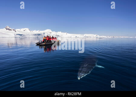 Les passagers Zodiac regardez comme un curieux petit rorqual (Balaenoptera bonaerensis) prépare à la surface en nageant à Curtis Bay. Péninsule Antarctique Banque D'Images