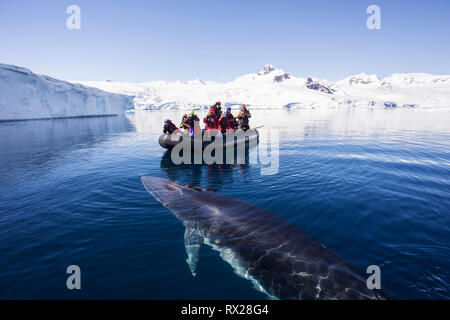 Les passagers Zodiac regardez comme un curieux petit rorqual (Balaenoptera bonaerensis) prépare à la surface en nageant à Curtis Bay. Péninsule Antarctique Banque D'Images