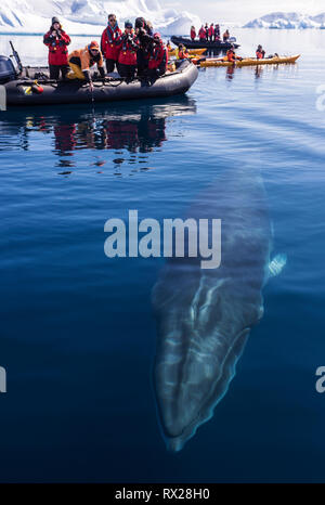 Les passagers Zodiac regardez comme un curieux petit rorqual (Balaenoptera bonaerensis) prépare à la surface en nageant à Curtis Bay. Péninsule Antarctique Banque D'Images