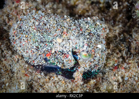 Bobtail squid Euprymna hummingbird, berryi, alias Berry's bobtail squid, couvrant lui-même avec du sable de camouflage, le Parc National de Komodo, Sunda est moindre Banque D'Images