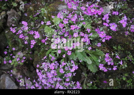 C'est côté colline fleur. et cette image est montrée la beauté naturelle du Sikkim, ce fascinant blooms est sur chaque maison dans le Sikkim. Banque D'Images