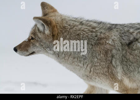 Le coyote chasse dans le Parc National de Yellowstone Banque D'Images