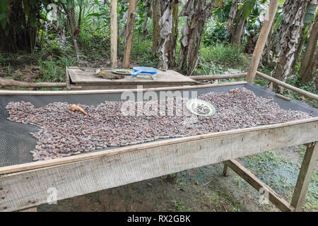 Les fèves de cacao séchées prêtes pour la meuleuse Banque D'Images