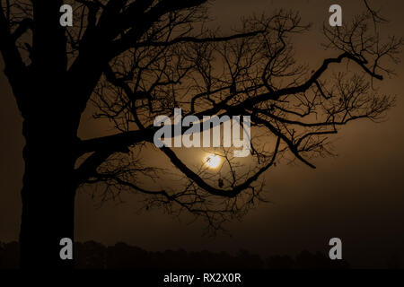 Un chêne majestueux est découpé par un lever de soleil brumeux à Raleigh en Caroline du Nord. Banque D'Images