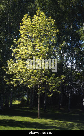 FRAXINUS PENNSYLVANICA TREE Banque D'Images