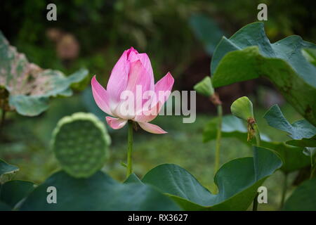 Fleur de lotus rose en lumière naturelle Banque D'Images