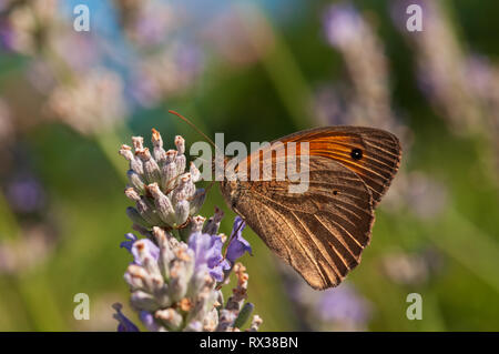 Belle Maniola jurtina papillon sur lavande Lavandula angustifolia, en plein soleil dans un jardin de fines herbes Banque D'Images