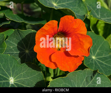 Une intense de fleurs de capucines orange entouré par des feuilles avec des nervures à rayons radiaux Banque D'Images