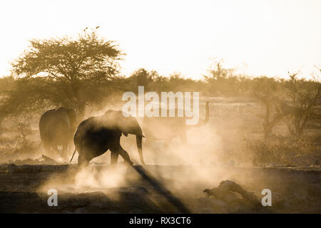 La poussière est viré au jaune avec le soleil couchant et montrant une silhouette d'éléphant. Banque D'Images