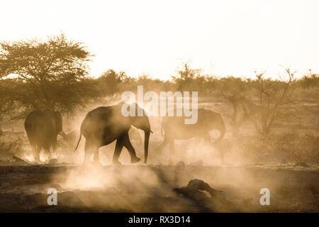 La poussière est viré au jaune avec le soleil couchant et montrant une silhouette d'éléphant. Banque D'Images