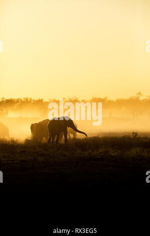 La poussière est viré au jaune avec le soleil couchant et montrant une silhouette d'éléphant. Banque D'Images