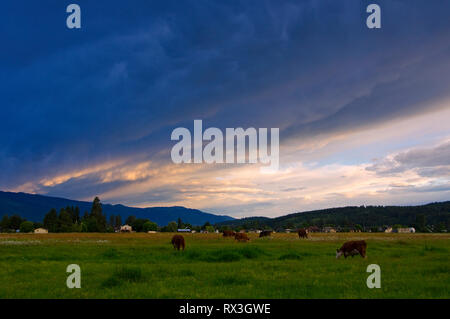 L'alimentation des vaches à la ferme au coucher du soleil près de Enderby, en Colombie-Britannique, Canada Banque D'Images