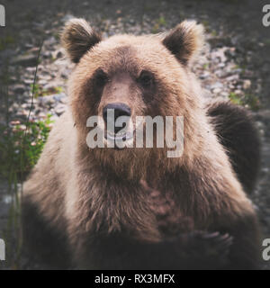 Portrait de la faim et la colère de l'ours brun du Kamtchatka looking at camera. En Eurasie, en Extrême-Orient russe, la péninsule du Kamtchatka. Banque D'Images