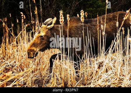 L'orignal (Alces alces) cow dans des milieux humides au début du printemps, Algonquin Provincial Park, Ontario, Canada Banque D'Images