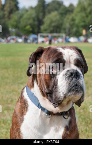 Chiot boxer bringé avec marquage blanc est assis sur un pré vert. Close up. Animaux de compagnie. Chien de race pure. Banque D'Images