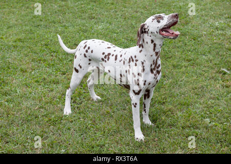 Mignon chiot dalmatien est debout dans une herbe verte. Animaux de compagnie. Chien de race pure. Banque D'Images