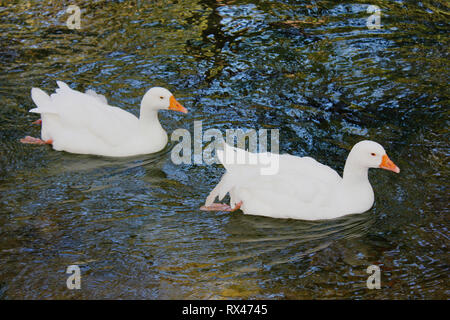 Les canards et les oies au Parc d''Agios Nikolaos Naoussa, Grèce Banque D'Images