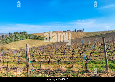 Vignobles en Toscane Italie. Province de Sienne. Banque D'Images