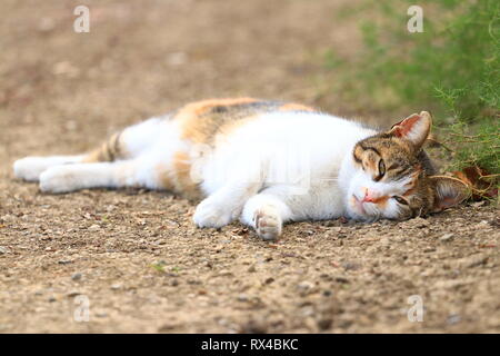 Cute cat posing in backyard Banque D'Images