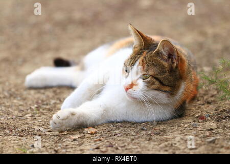 Cute cat posing in backyard Banque D'Images