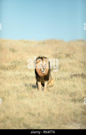 Un lion mâle promenades dans la lumière du matin à Okondeka, Etosha National Park, Namibie. Banque D'Images