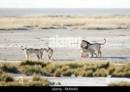 Une troupe de lions dans la lumière du matin d'Etosha National Park, Namibie. Banque D'Images