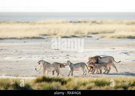 Une troupe de lions dans la lumière du matin d'Etosha National Park, Namibie. Banque D'Images