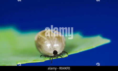 Fat Big tick sur la feuille. C'est rampant lentement sur la feuille Banque D'Images