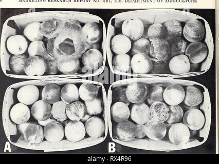 Effets de l'ozone sur les atmosphères atmosphères Effets de l'ozone sur la détérioration des fruits et légumes après la récolte 0801 effectsofozoneat spal Année : 1968 N° 801 RAPPORT D'ÉTUDE DE MARCHÉ, MINISTÈRE DE L'AGRICULTURE AMÉRICAIN BN-29472 Figure 1.-L'influence de l'ozone sur le développement des nids de Rhizopus stolonifer (rangée du haut) et Monilinia fructi- cola (rangée du bas) dans les pêches : les pêches, une tenue dans l'air pendant 7 jours à 60° F. montrant l'abondance des mycéliums de R. stolonifer répand dans les pêches et montrant les masses de spores poudreuses de M. fructicola ; B, des pêches qui a eu lieu dans les mêmes conditions qu'un mais avec Banque D'Images