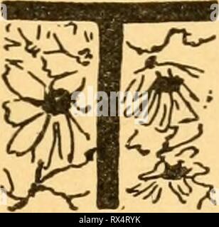 Faits et les fantaisies sur des oeufs Banque D'Images