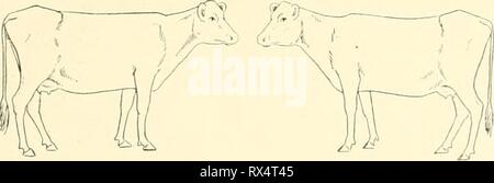 L'effet de la vaccination contre la tuberculose l'effet de la vaccination contre la tuberculose sur les bovins infectés de tuberculose n'effectoftubercul poire Année : 1905 100 1903. Le 5 avril. 2.0 c.c. tul)erculin roaclion ; à 102.6Â° F. 8. 2,5 cc. ' ' À 102.2Â° F. 10. 3.0 cc. ' ' À 104.0Â° F. 16. 3.5 cc. ' ' À 103.6Â° F. 18. 0,0052 grm. les droits de l'bacille tuberculeux, par voie intraveineuse 23. C.c. 0,5 ; réaction à la tuberculine 104.6Â° F. 27. 1.0 cc. ' ' À 102.6Â° F. 30. 2.0 cc. 'Â ' à 103.6Â° F. 1904. 29 mars. 0,0065 grm. les droits de l'bacille tuberculeux, intraveineuse â ¢' le 1er avril. 1.0 ; réaction à la tuberculine c.c. 102.8Â° F. 3. 2. Banque D'Images