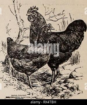 L'poultryman (1902) l'Est easternpoultryma poultryman Année : 1902 électionné37Buff Prix Plymouth Rocks. Voulez-vous gagner des prix' ? Alors acheter les oeufs de la gagnants. Mon stock h.a remporté 20 des primes au trois expositions cette année, y compris les sept premiers prix. Lors du dernier show, Manchester, N. H., J'ai gagné un stylo ist, ist et 2ème poulette, ist et 2ème coquelet. Ce sont le genre d'oiseaux J'élève et ils sont prêts à fournir des œufs pour vous de relever les gagnants. 1 pouvez épargner un nombre limité de paramètres pour 1,50 $ par 13 oeufs. Clients pourront bénéficier d'oeufs d'oiseaux le meilleur que je possède. Tous servis. J. E Banque D'Images