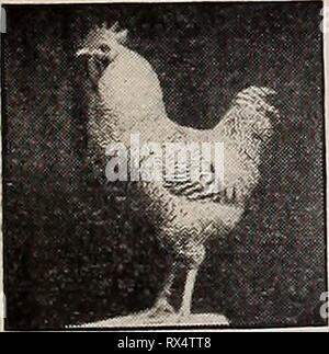 L'poultryman (1902) l'Est easternpoultryma poultryman électionné312Année : 1902 T-IL EST DE L'POULTRYMAN. La lumière 191 1967 Brahmas poulets nouvellement éclos. Oeufs à couver. Catalogue sur demande. CHAS. L. CUSHMAN, 239, avenue de Minot, Auburn, Maine. iss OLD HOMESTEAD COUVEUSE est le seul fait de la couveuse en tbe woild qui vous faites passer son nombre de poussins jusqu'à ce qu'ils sont trois mois. Nous faisons trois tailles, 30, 50 et 100 poussins. Catalogue gratuit. OLD HOMESTEAD COUVEUSE Co., New York, Massachusetts. INPIIRATDRQ trente jours de procès. I R U U Dn I U MU la seule entreprise parfait m.ichine dans l Banque D'Images