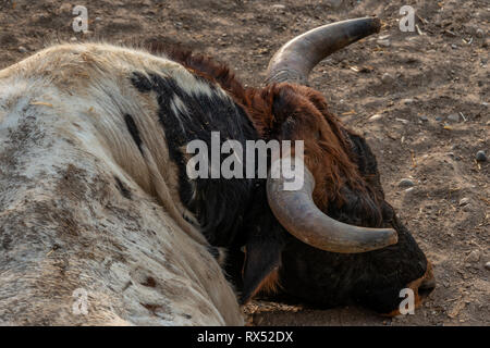 Big strong bull avec grandes cornes ferme située au calme en Espagne Banque D'Images