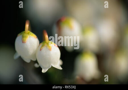 Close-up of Arctic Heather, Cassiope tetragona, sur la toundra, le parc national Ukkusiksalik, la baie Wager, Nunavut Banque D'Images