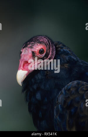 Urubu, Cathartes aura, portrait, captive, Alberta, Canada Banque D'Images