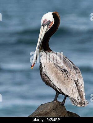 Pélican brun (Pelecanus occidentalis), La Jolla, Californie du Sud, USA Banque D'Images