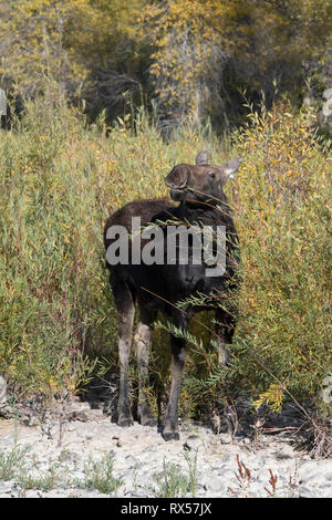 Shiras vache l'Orignal (Alces alces) sherasi, manger le saule, Parc National de Grand Teton, Wyoming, automne Banque D'Images