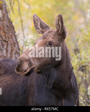 Shiras vache (femelle) de l'Orignal (Alces alces) sherasi, Parc National de Grand Teton, Wyoming, l'automne. Banque D'Images