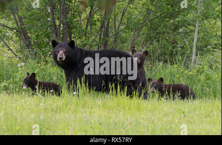 Wild ours noir (Ursus americanus), mère et oursons, l'été, près de Thunder Bay, Ontario Banque D'Images