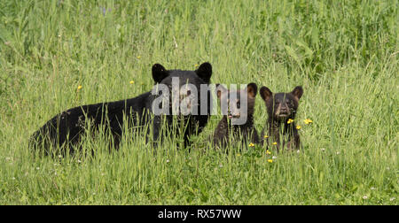 Ours noir (Ursus americanus), mère et oursons, l'été, près de Thunder Bay, Ontario Banque D'Images