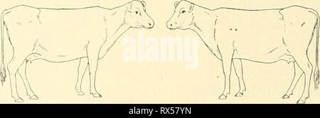L'effet de la vaccination contre la tuberculose l'effet de la vaccination contre la tuberculose sur les bovins infectés de tuberculose n'effectoftubercul00poire Année : 1905 1903 1904 10. . 14 mars 3,5 ; réaction à la tuberculine c.c. 103,8° F. ' 21. 0,0039 grm le bacille tuberculeux humain, par voie intraveineuse ' 27 1.0 c.g à remous erculin réaction à 104,6° F. ' 291,5 à 102,6° c.g ' F. Le 5 avril. 8 10. 16. 2.0 cc. 2,5 3,0 c.c. c.c. 3.5 cc. ' À 102,8 °F à 103,2 °F à 102,6 °F à 103,0 °F ' EST. 0,0052 grm. les droits de l'bacille tuberculeux, intraveineuse ' 23. C.c. 0,5 ; réaction à la tuberculine 102,8° F. ' 27. 1.0 cc. ' ' À 102,4° F. ' 30 Banque D'Images